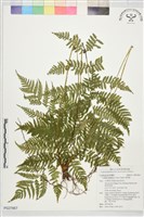 筆筒樹藏品圖，第1張