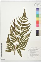 長葉鱗毛蕨藏品圖，第1張