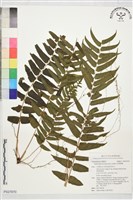 長葉腎蕨藏品圖，第1張