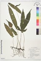 登錄號:P027871藏品圖，第1張