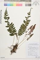 刺蕨藏品圖，第1張