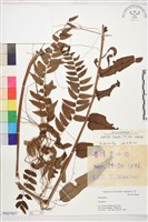 長葉腎蕨藏品圖，第1張