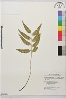 網脈耳蕨、柳葉蕨藏品圖，第1張