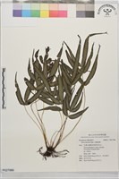 岩鳳尾蕨藏品圖，第1張