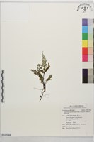 細葉鐵角蕨藏品圖，第1張