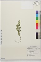 玉山卷柏藏品圖，第1張