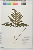 細葉狗脊蕨藏品圖，第1張