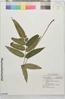 凱達格蘭雙蓋蕨藏品圖，第1張