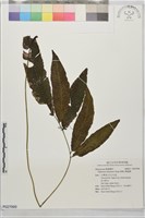 馬鞍山雙蓋蕨藏品圖，第1張