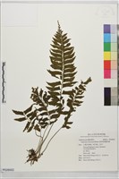 綠柄剪葉鐵角蕨藏品圖，第1張