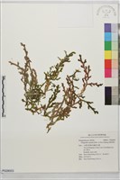 高雄卷柏藏品圖，第1張