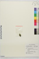 南洋假脈蕨藏品圖，第1張