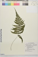 密腺金星蕨藏品圖，第1張