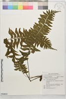 剪葉鐵角蕨藏品圖，第1張