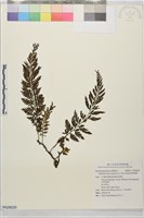 華東瓶蕨藏品圖，第1張