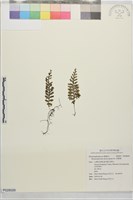 厚壁蕨藏品圖，第1張