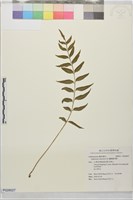 蘭嶼鐵角蕨藏品圖，第1張