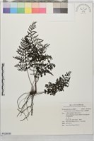大葉瓶蕨藏品圖，第1張