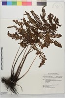 落葉鱗毛蕨藏品圖，第1張