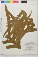 崖薑蕨藏品圖，第1張