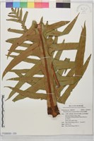 崖薑蕨藏品圖，第2張