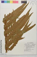 崖薑蕨藏品圖，第3張
