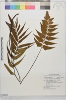 革葉鐵角蕨藏品圖，第1張