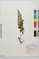 單邊膜葉鐵角蕨藏品圖，第1張