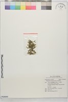 琉球卷柏藏品圖，第1張
