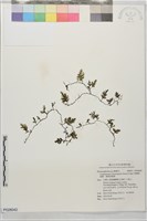 闊邊假脈蕨、變葉假脈蕨藏品圖，第1張