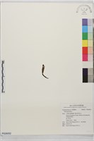 登錄號:P028052藏品圖，第1張