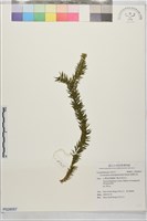 寬葉石松藏品圖，第1張