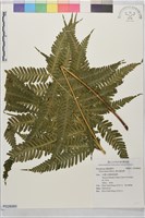 傅氏鳳尾蕨藏品圖，第1張