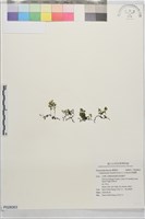 厚邊蕨藏品圖，第1張