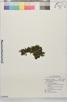 闊邊假脈蕨、變葉假脈蕨藏品圖，第1張