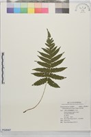 非洲茯蕨藏品圖，第1張