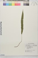 牧野氏對囊蕨藏品圖，第1張