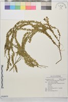 小垂枝石松藏品圖，第1張