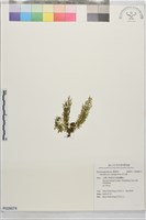 長片蕨藏品圖，第1張