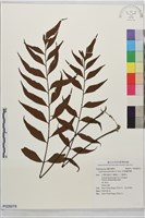 革葉鐵角蕨藏品圖，第1張