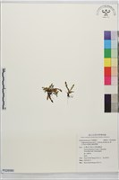 棣慕氏姬梳葉蕨藏品圖，第1張