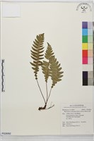 雉尾烏毛蕨藏品圖，第1張