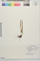 擬芨瓦葦藏品圖，第1張