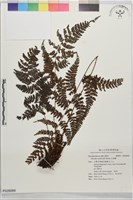 紅線蕨藏品圖，第1張