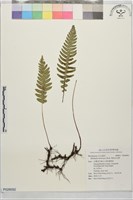 雉尾烏毛蕨藏品圖，第1張