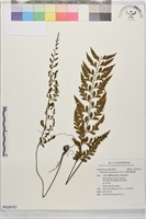 大蓬萊鐵角蕨藏品圖，第1張