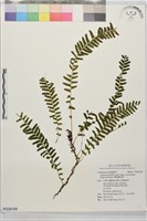 攀緣鱗始蕨藏品圖，第1張