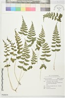 小葉蹄蓋蕨藏品圖，第1張
