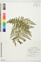 廣布鱗毛蕨藏品圖，第1張