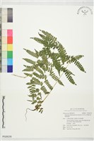 細裂蹄蓋蕨藏品圖，第1張